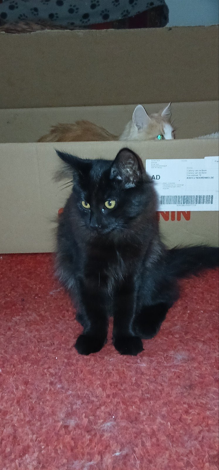 Noorse Boskat kitten met stamboom., Poes, Met stamboom