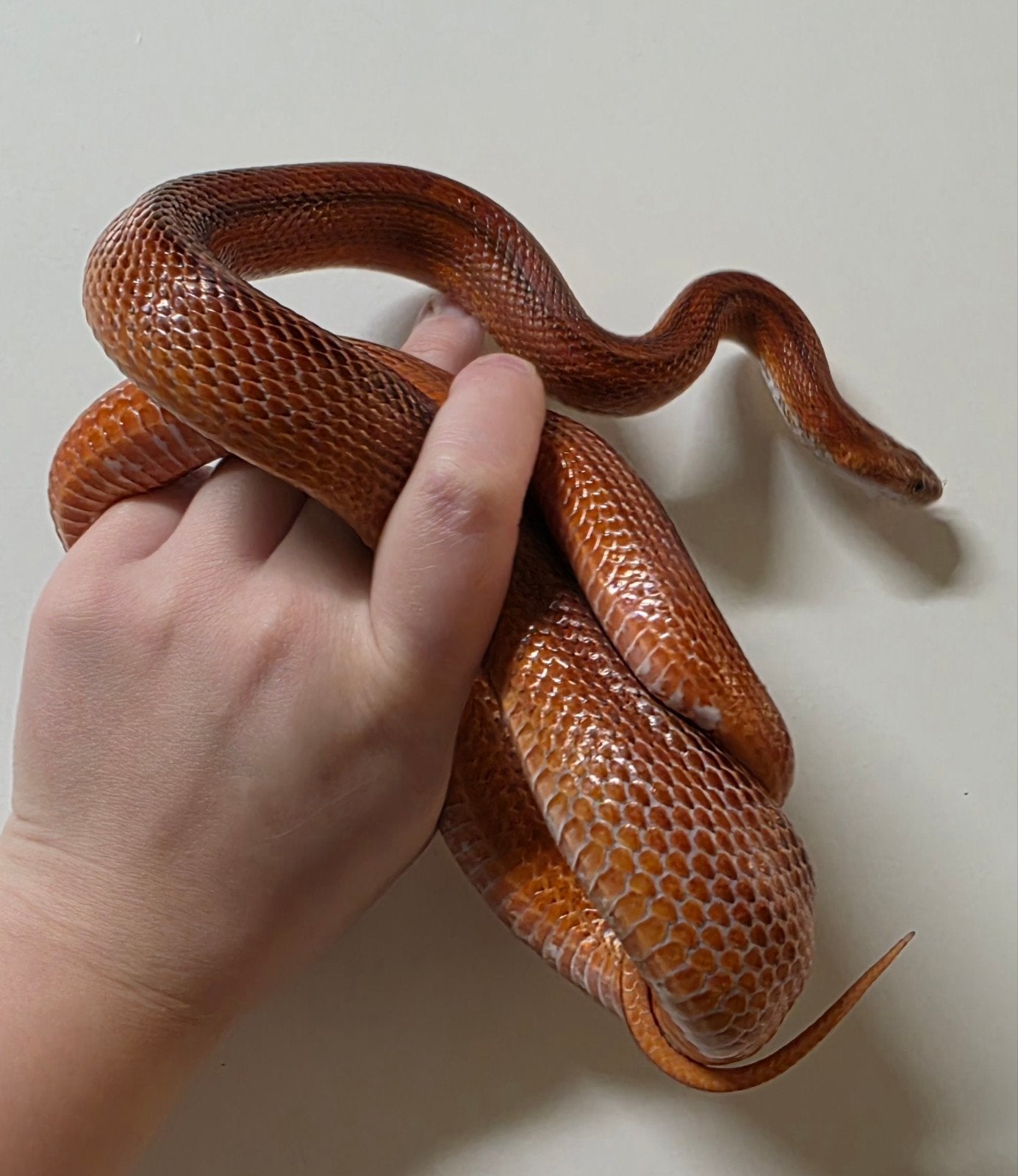 Pantherophis guttatus (Bloodred striped) 0.1 Corn Snake - female for sale from ilonka