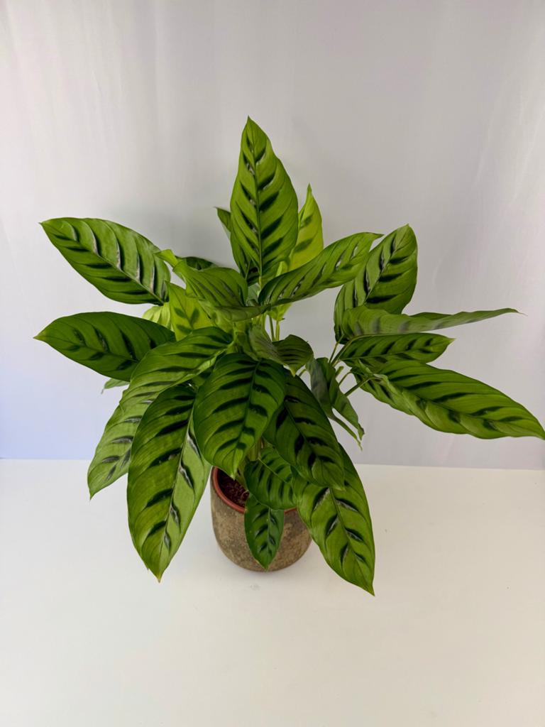 Calathea Leopardina - P17, Overige soorten, In pot, Minder dan 100 cm, Groene kamerplant