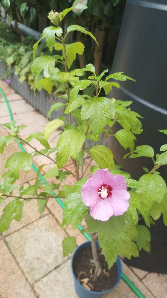 Paarse Hibiscus, Vaste plant, Halfschaduw, Zomer, Ophalen