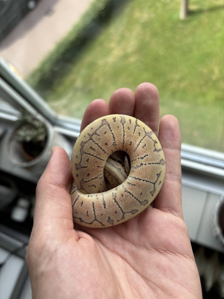 0.1 Koningspython Super Blast (possible) DG Ball Python photo 3