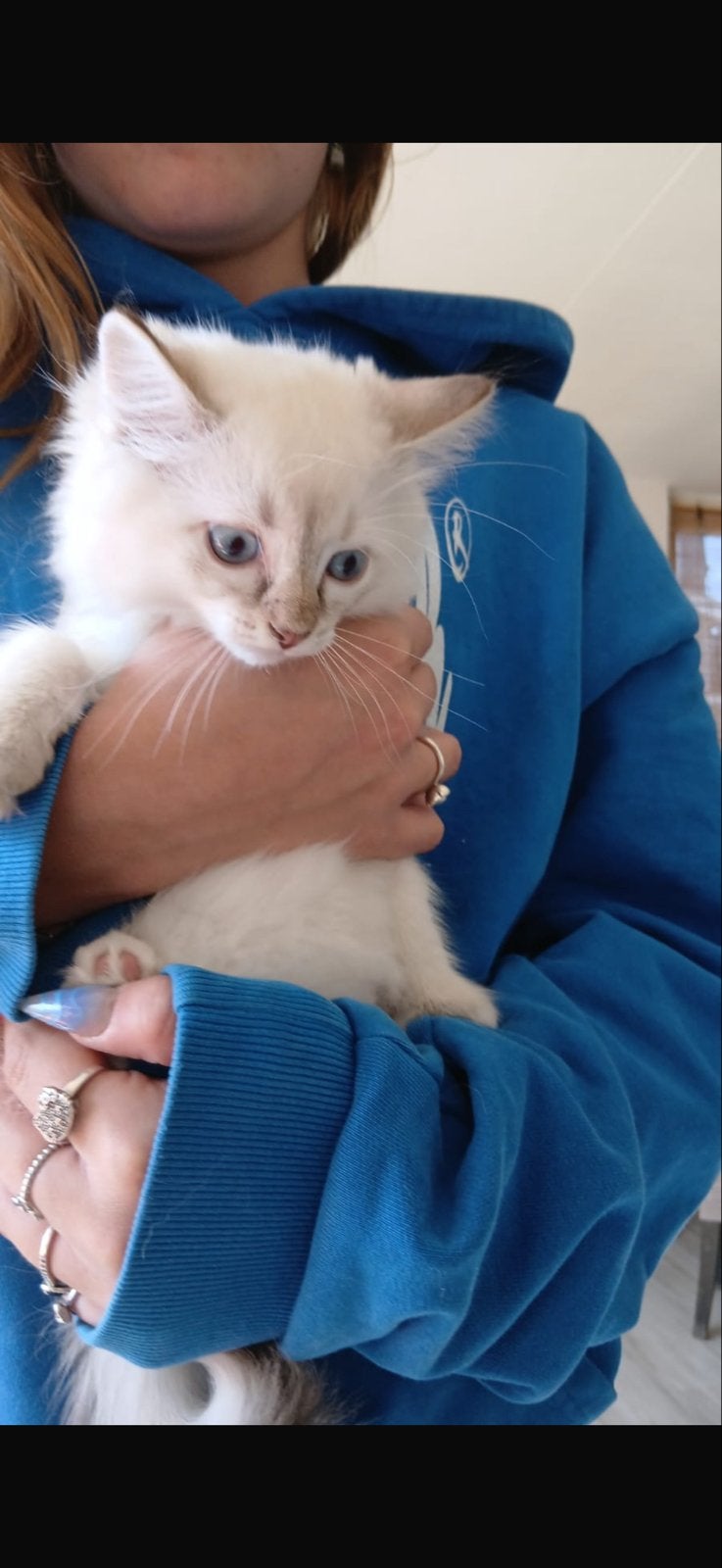 Ragdoll kitten, Kater, Langharig, 0 tot 2 jaar