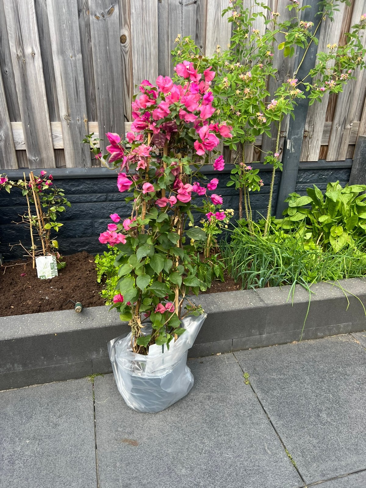 Klimop plant intratuin, Ophalen, Vaste plant, Overige soorten, Volle zon