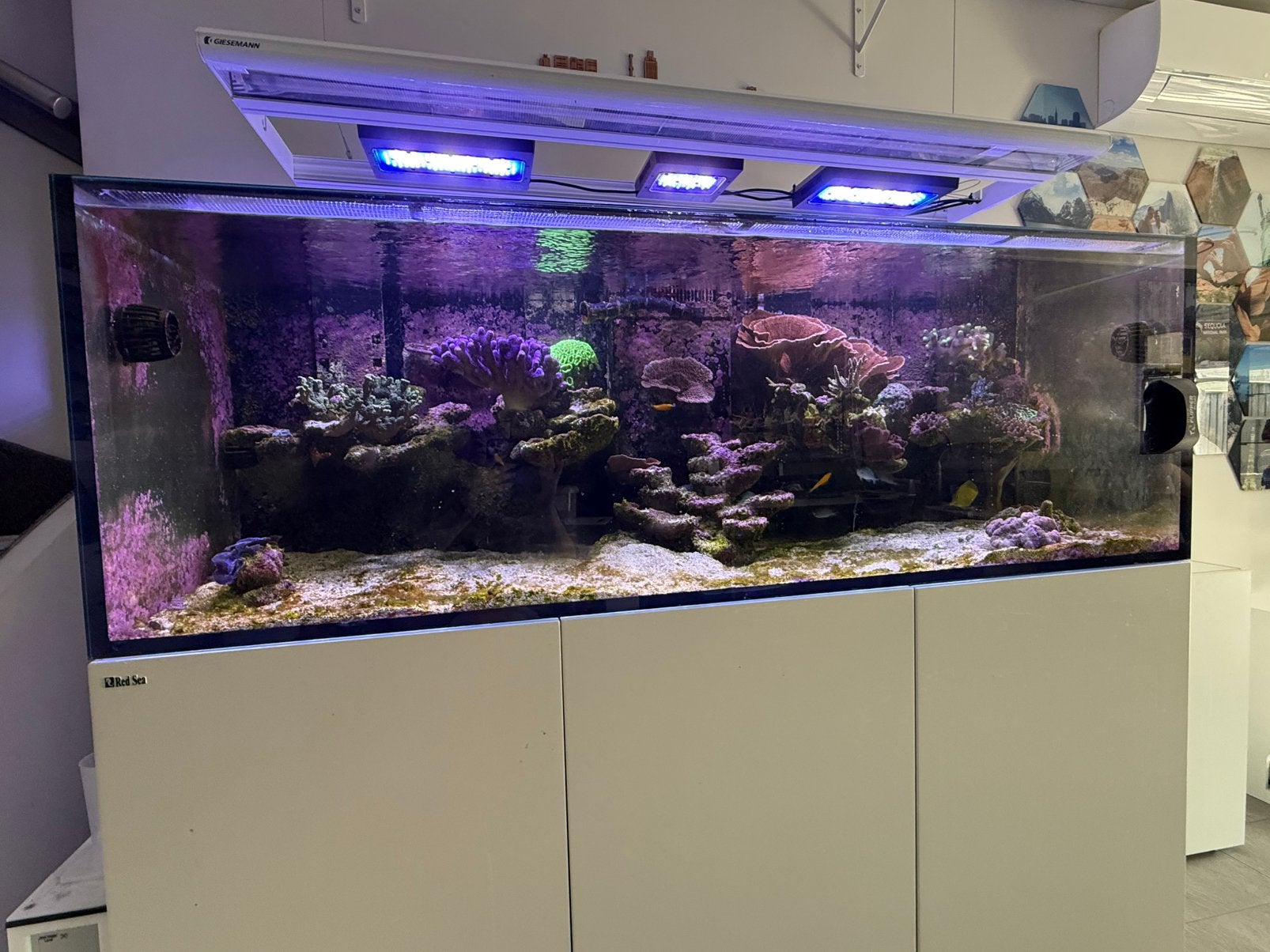 Ecotech Radion XR lamp icm Giessemann stellar, Dieren en Toebehoren, Ophalen, Zo goed als nieuw, Verlichting of Verwarming