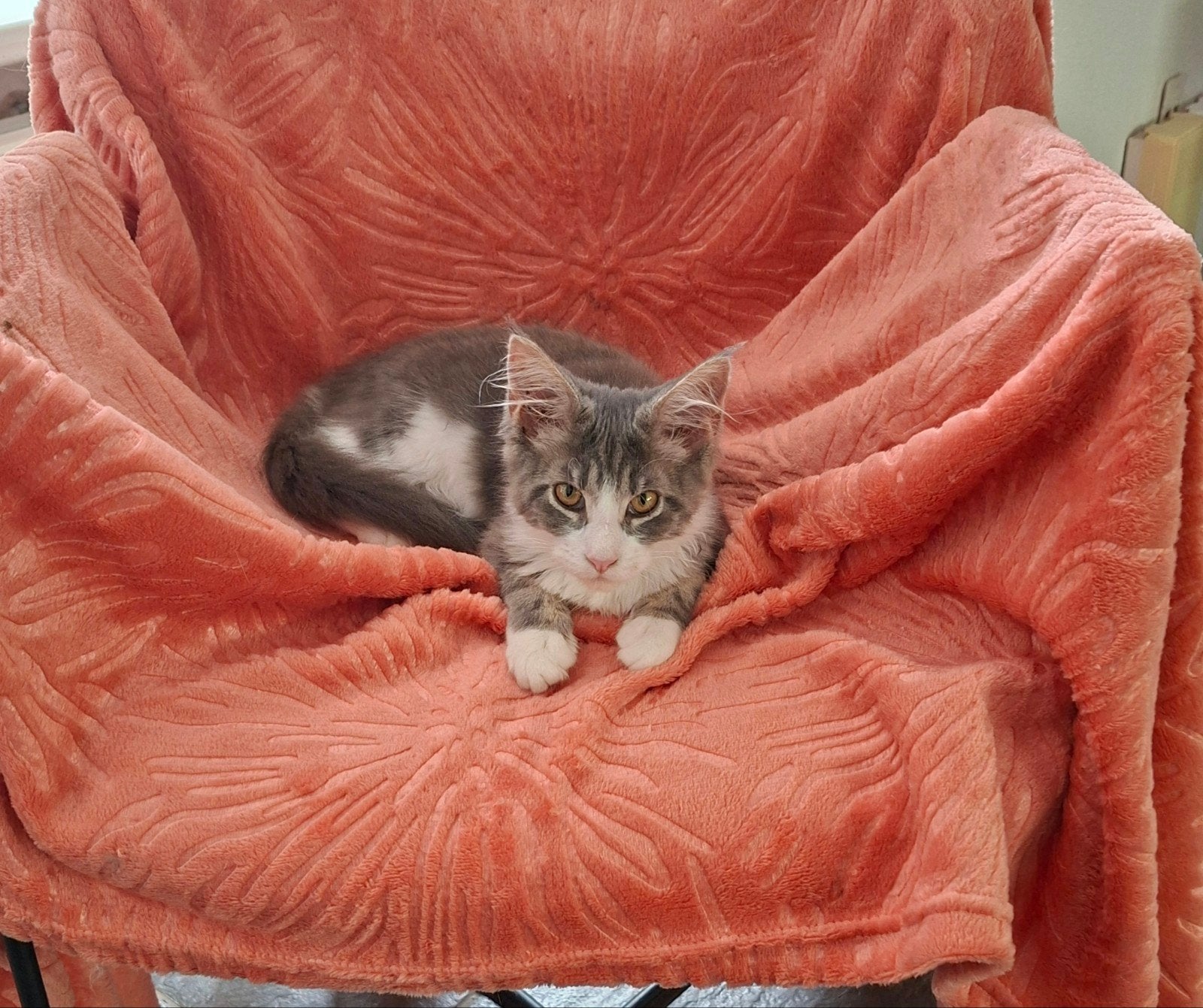 Maine coon kitten met stamboom, Meerdere dieren, Met stamboom, 0 tot 2 jaar