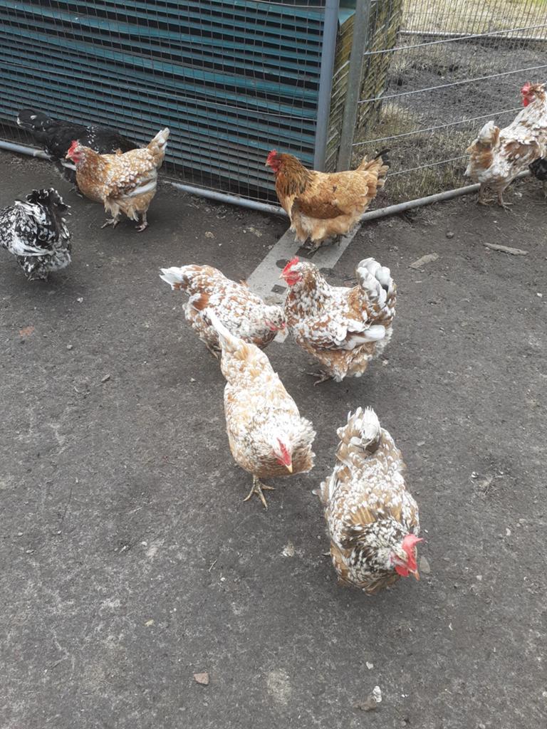 Broed eieren vershilende rassen, Dieren en Toebehoren, Pluimvee, Geslacht onbekend, Kip