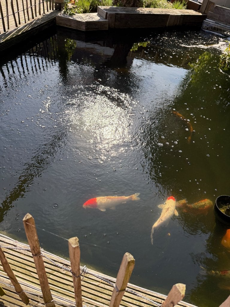 Koi vijver incl. pompen, filtervaten en UV lampen., Ophalen, Zo goed als nieuw