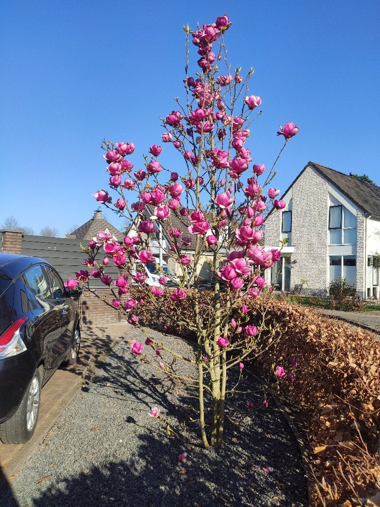 Prachtige Magnolia 'Vulcan' Spectaculaire sierboom, Overige soorten, Lente, 250 tot 400 cm, Ophalen