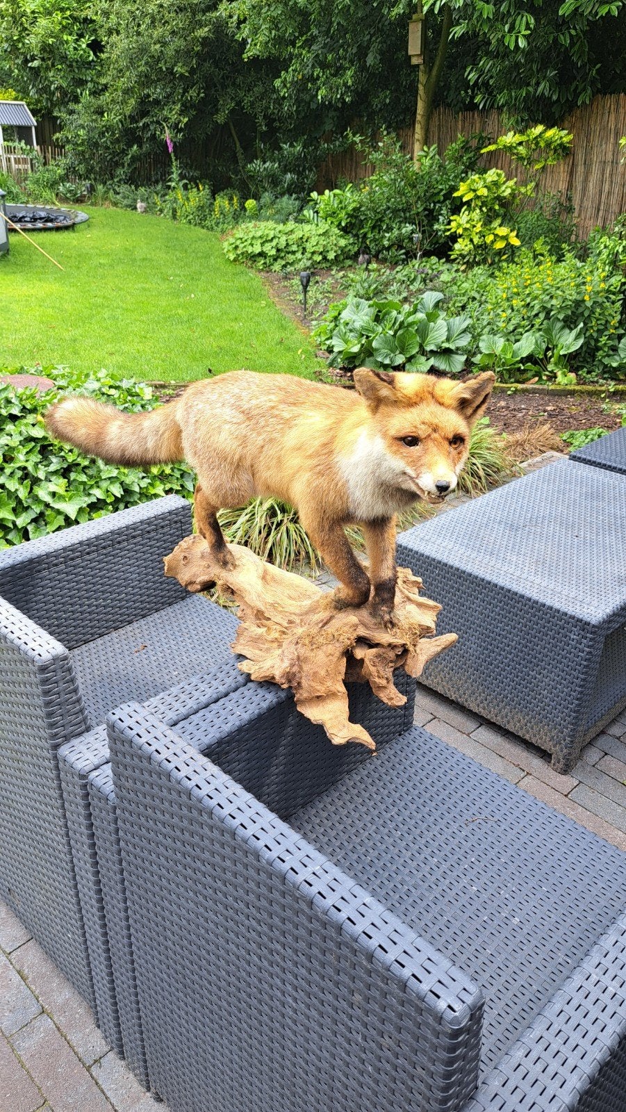Opgezette vos, Taxidermy, Verzamelen, Ophalen, Nieuw, Wild dier, Opgezet dier