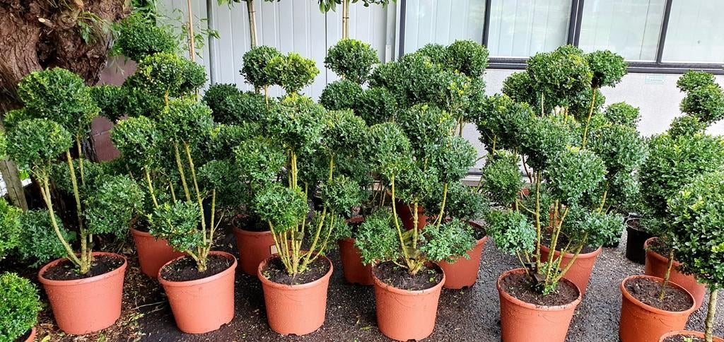 Buxus bonsai ,meerstammig , pon-pon, Volle zon, Ophalen, Overige soorten, Bloeit niet