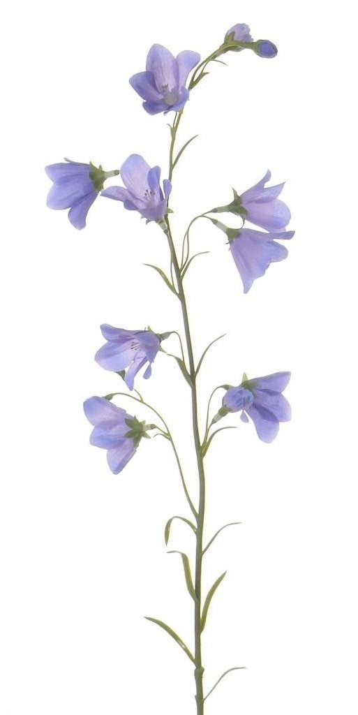 KLOKJES BLOEM - CAMPANULA - TOP ART, Ophalen of Verzenden, Nieuw
