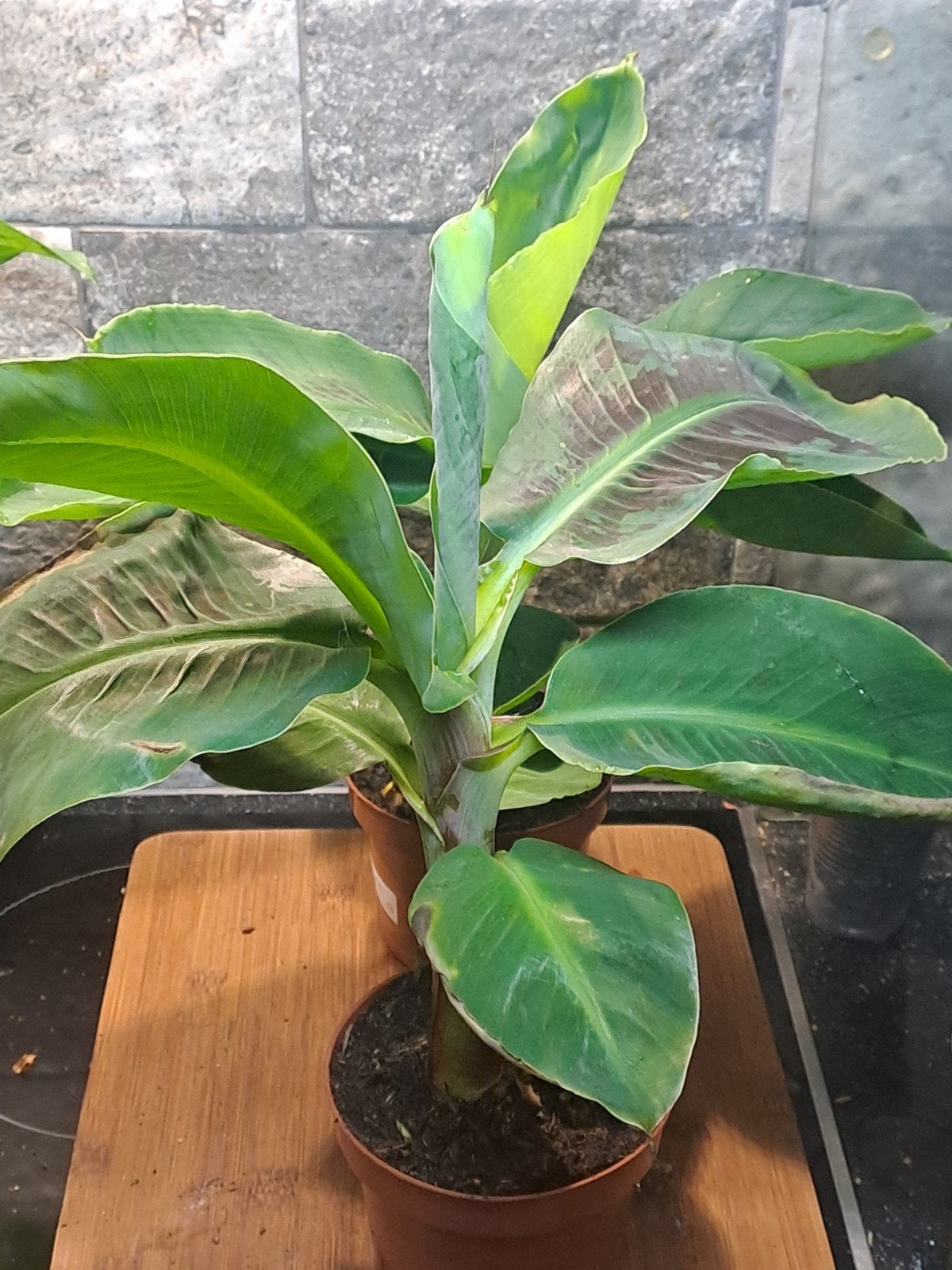 Bananen plant, Ophalen of Verzenden, Halfschaduw, Minder dan 100 cm
