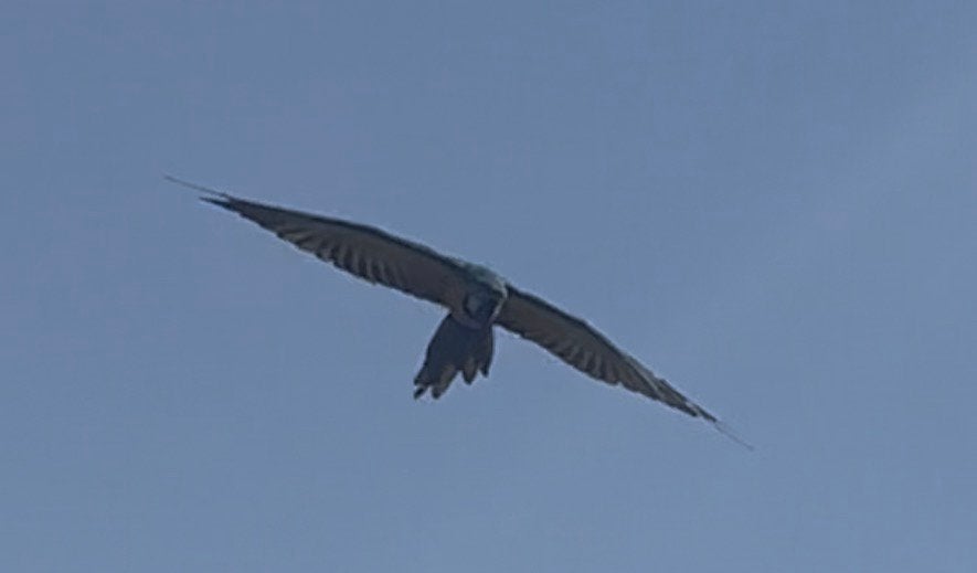 Halftamme free flight getrainde blauw gele ara man te koop, Dieren en Toebehoren, Vogels | Parkieten en Papegaaien, Mannelijk