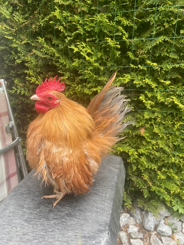 Serama zijdeveer haan ruilen, Dieren en Toebehoren, Pluimvee