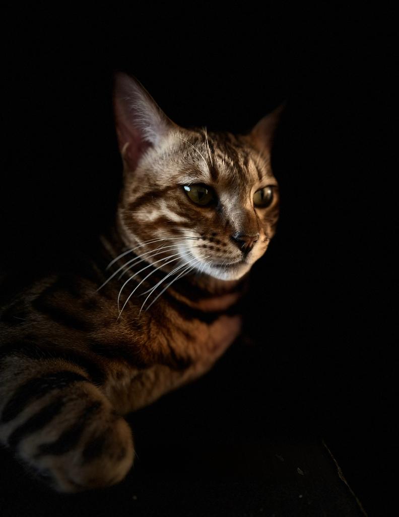 Prachtige Bengaals zoeken een nieuw huisje‼️, Poes