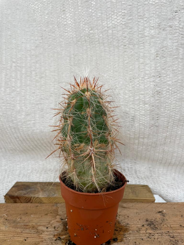 Cactus Old Man, Grijs, Cactus, Tuinplant, stek, Ophalen of Verzenden, Overige soorten, Volle zon