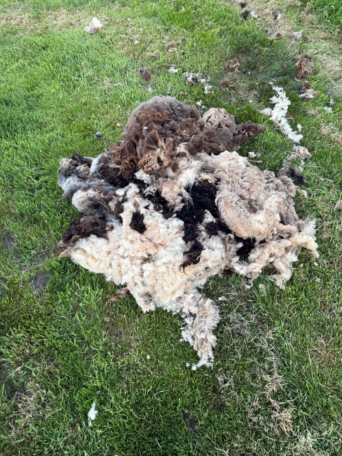 Ouessant wol, Vrouwelijk, Schaap