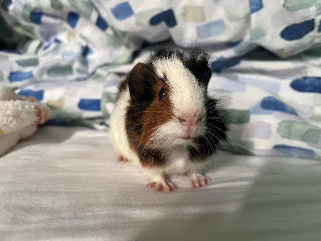 Cavia koppel te koop, Dieren en Toebehoren, Knaagdieren, Cavia, Mei, Meerdere dieren, Tam