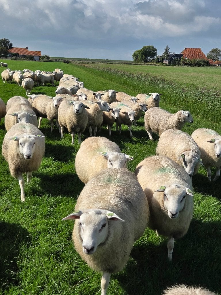 Swifter dekrammen, Mannelijk, Schaap, 0 tot 2 jaar