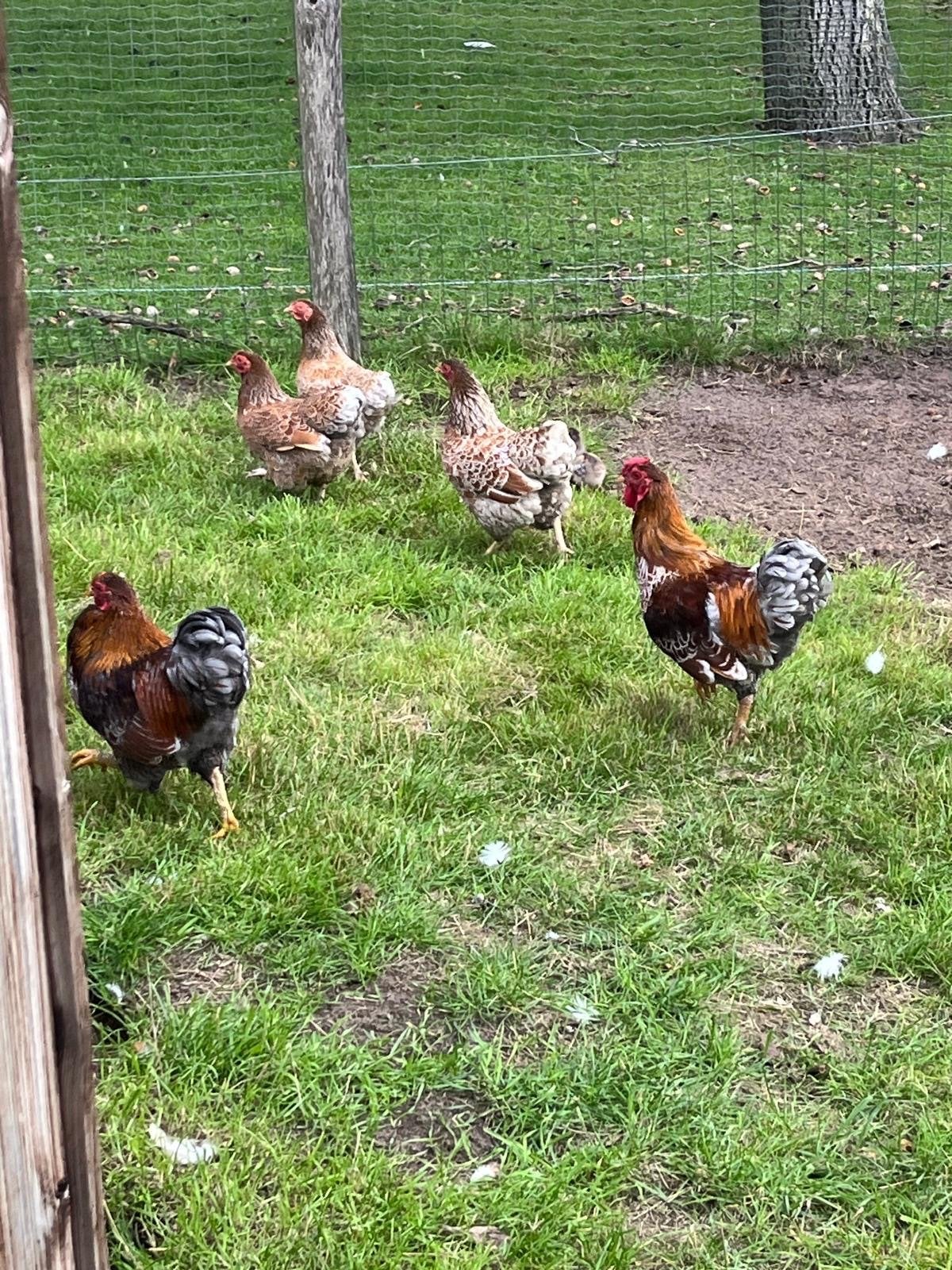 Goud blauwe Wyandotte te koop, Dieren en Toebehoren, Meerdere dieren, Kip