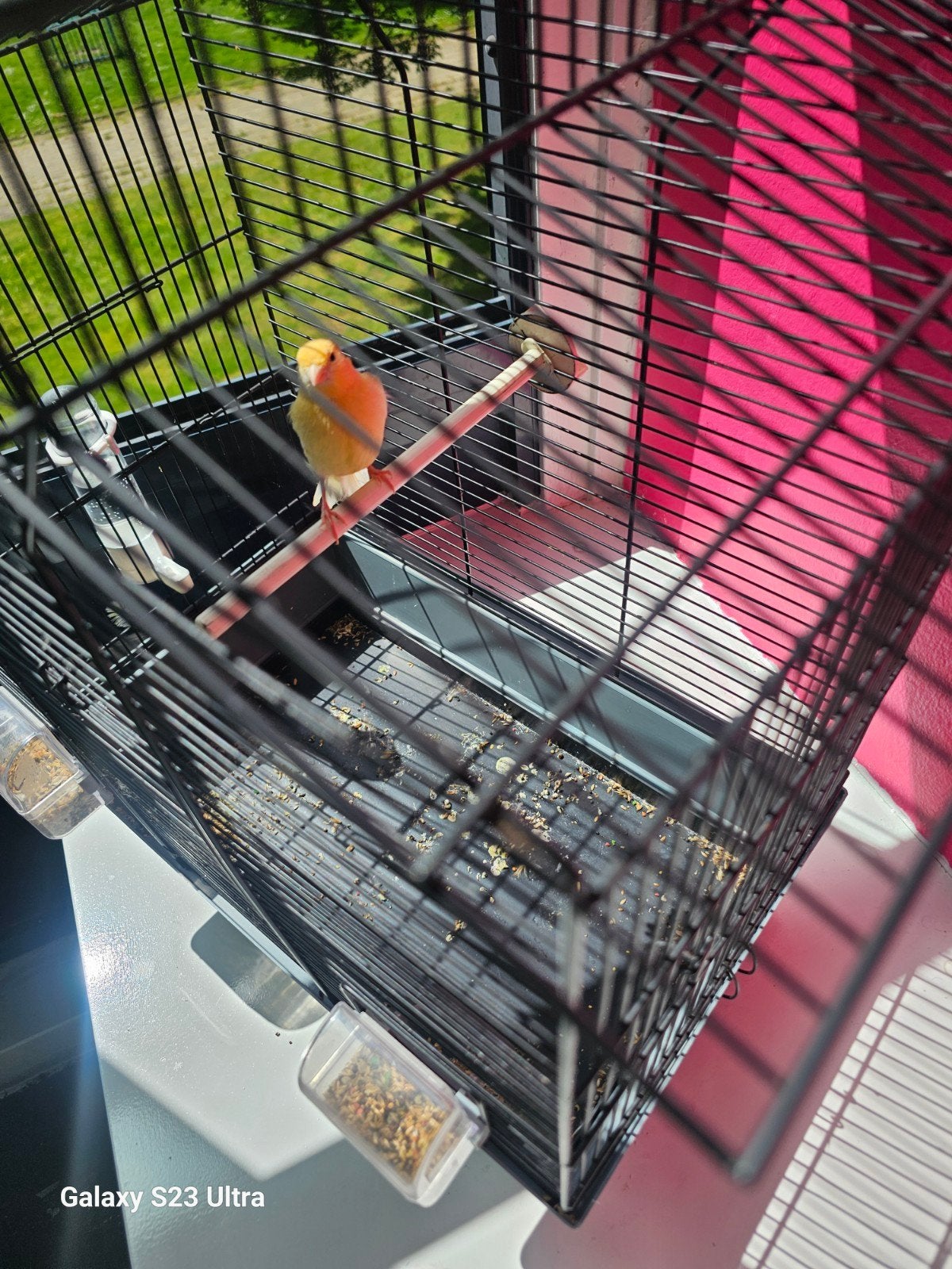 Kanarie te koop, Dieren en Toebehoren, Vogels | Kanaries, Vrouwelijk, Kleurkanarie