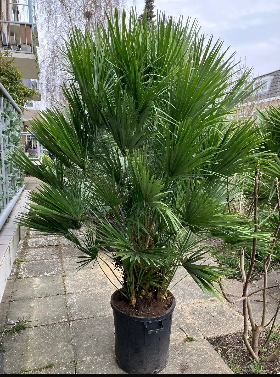 Tuinpalm 2,50 hoog!  winterhart! Chamaerops Humilis, 250 tot 400 cm, Zomer, Palmboom, Ophalen