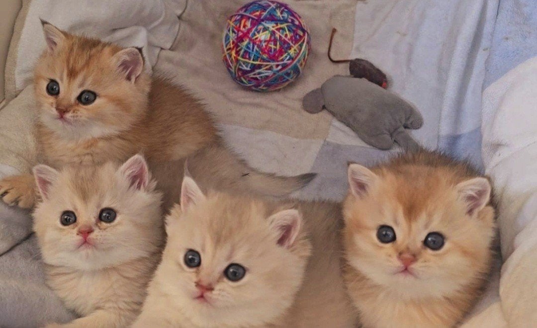 BRITSE KORTHAAR KITTENS,GOLDEN SCHADEDNY11,BLUE GOLDEN AY11, Meerdere dieren