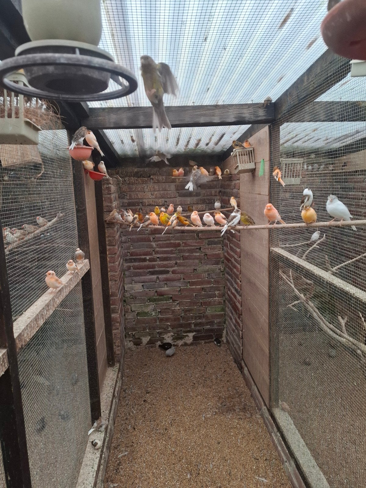 kanaries, Meerdere dieren, Kleurkanarie