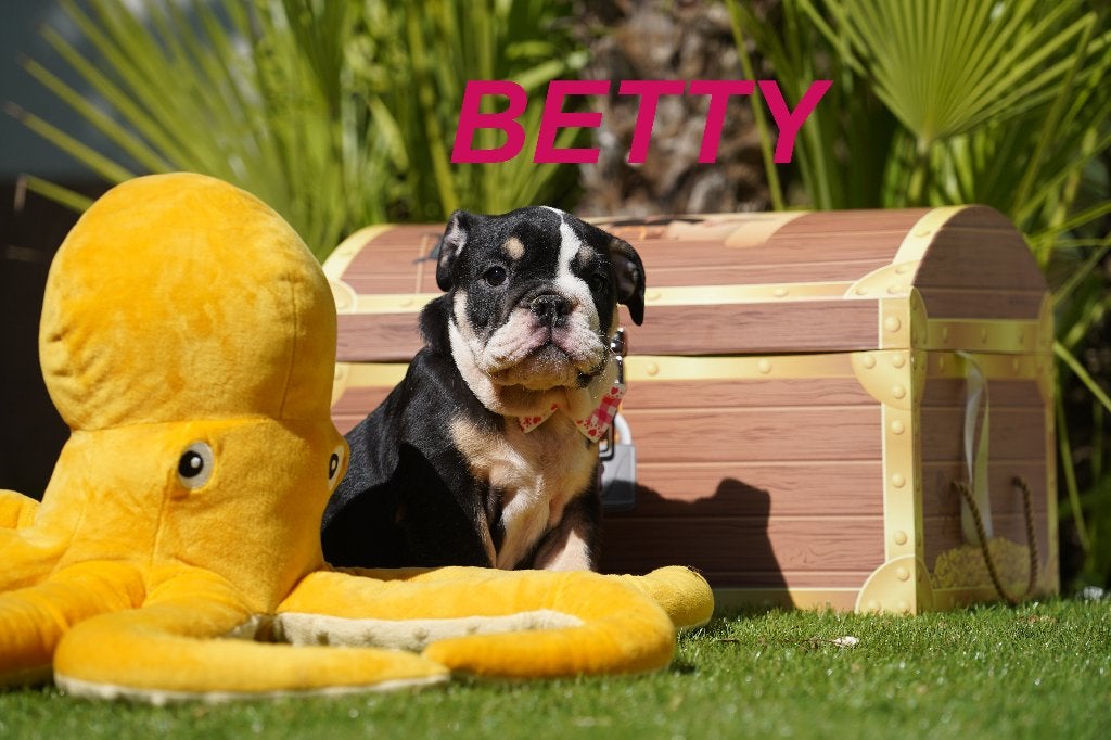 Prachtige en gezonde Engelse Bulldog puppy', 8 tot 15 weken, Buitenland, Bulldog, Meerdere