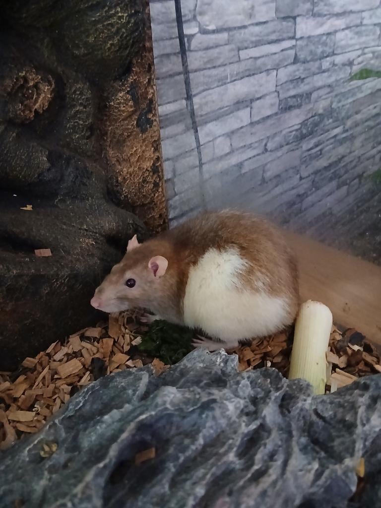 Te koop ter overname, wegens inkrimping tamme kweekratten, Rat, Meerdere dieren, Tam, September