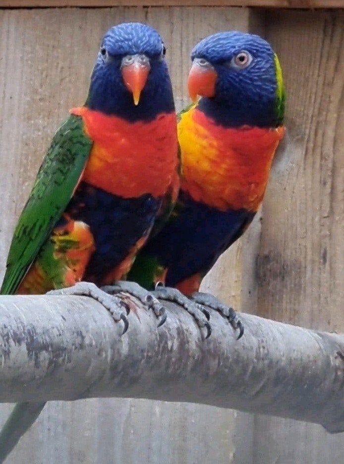 lori v/d  blauwe bergen, Dieren en Toebehoren, Meerdere dieren, Papegaai
