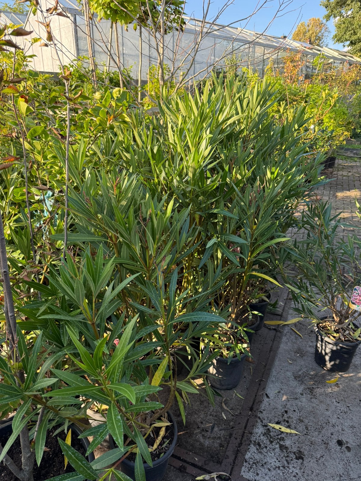 Goedkoopste van marktplaats orleanders rood/roze 130 cm, Ophalen, Zomer, Vaste plant, Volle zon