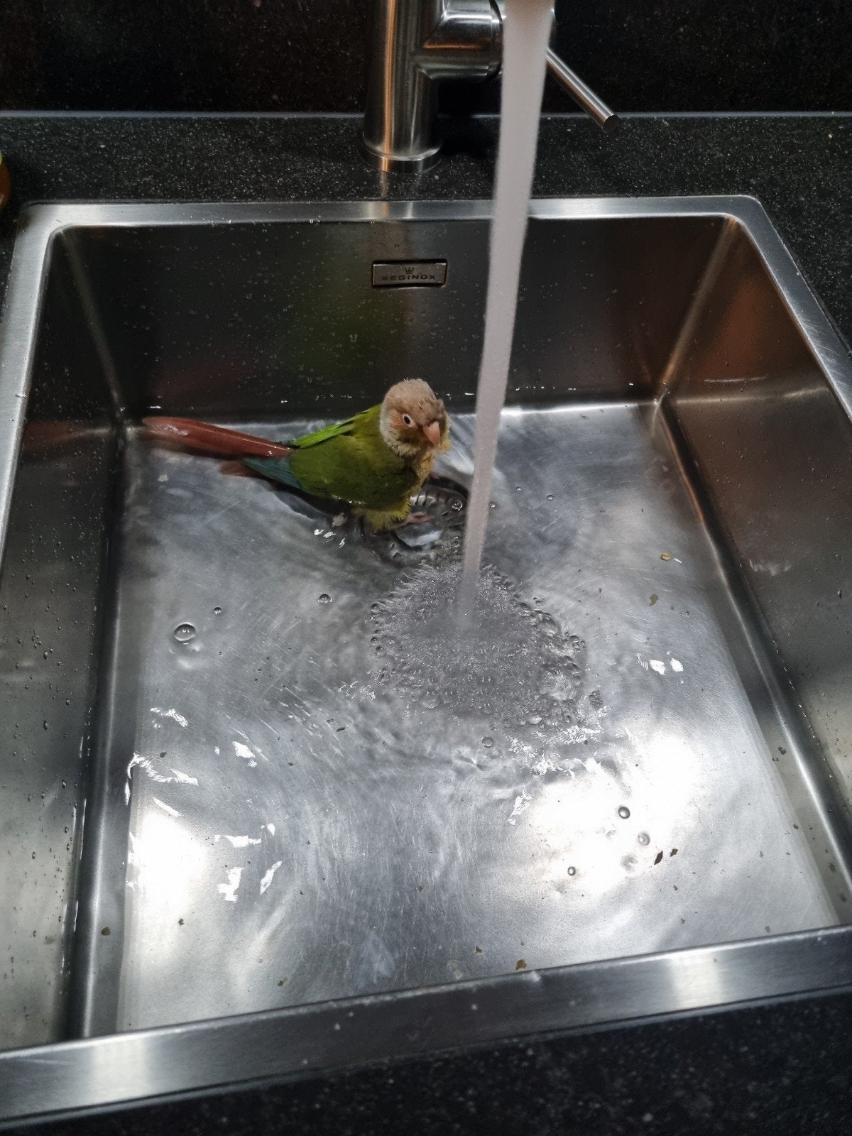 Pyrrhura, Dieren en Toebehoren, Mannelijk, Tam
