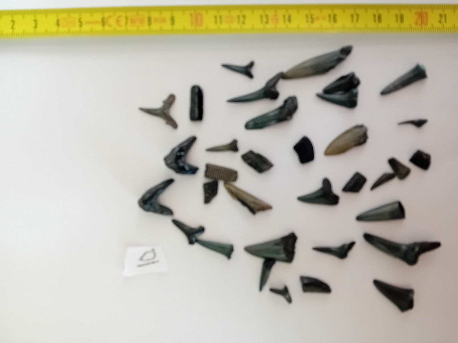 Zakje 10: Haaientanden & fossielen uit de Noordzee, Zeeland, Ophalen of Verzenden, Fossiel