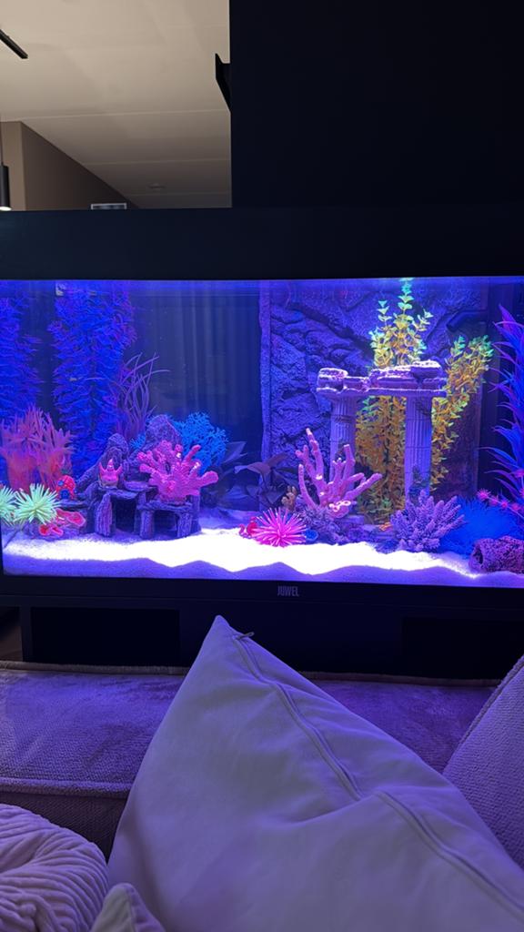 Aquarium Juwel Rio 125 Led zwart met helialux spectrum licht, Ophalen, Gebruikt, Inclusief vissen, Gevuld zoetwateraquarium