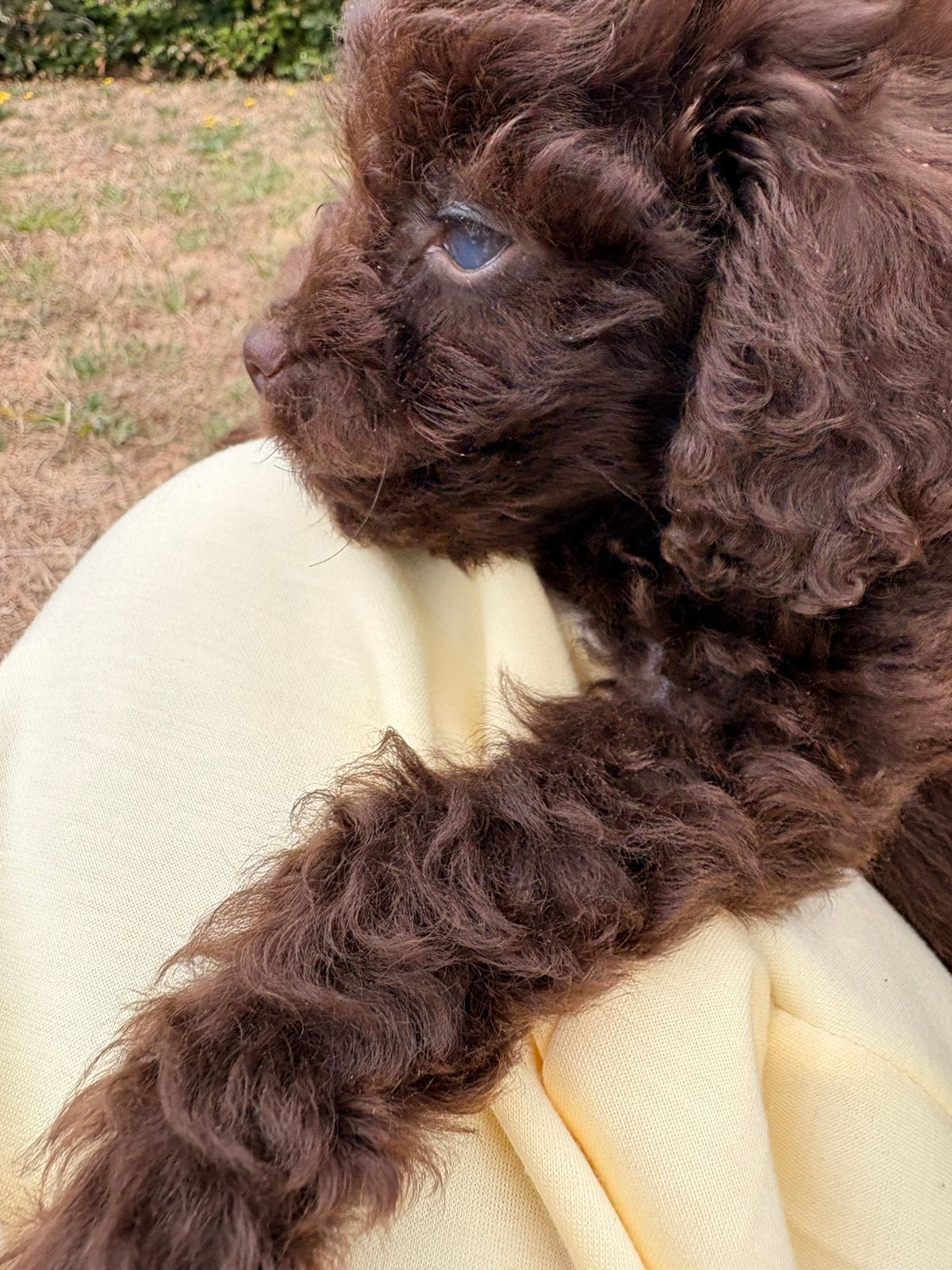 Maltipoo Pups X Toy poedel nog 2 beschikbaar 🐶, Dieren en Toebehoren, Honden | Niet-rashonden, 8 tot 15 weken, Parvo, Meerdere