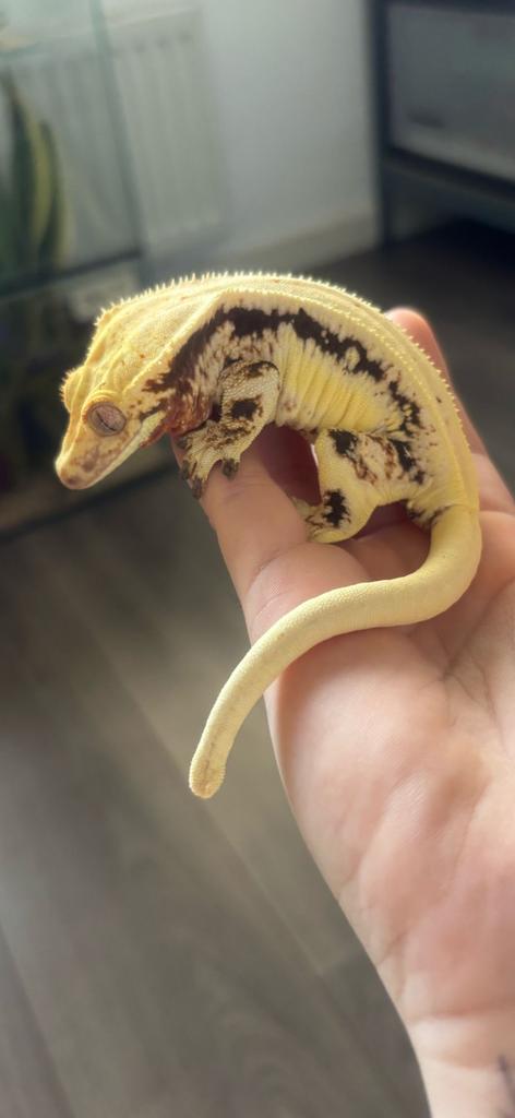 Correlophus ciliatus - Wimpergekko - Crested Gecko, Dieren en Toebehoren, Hagedis, 0 tot 2 jaar