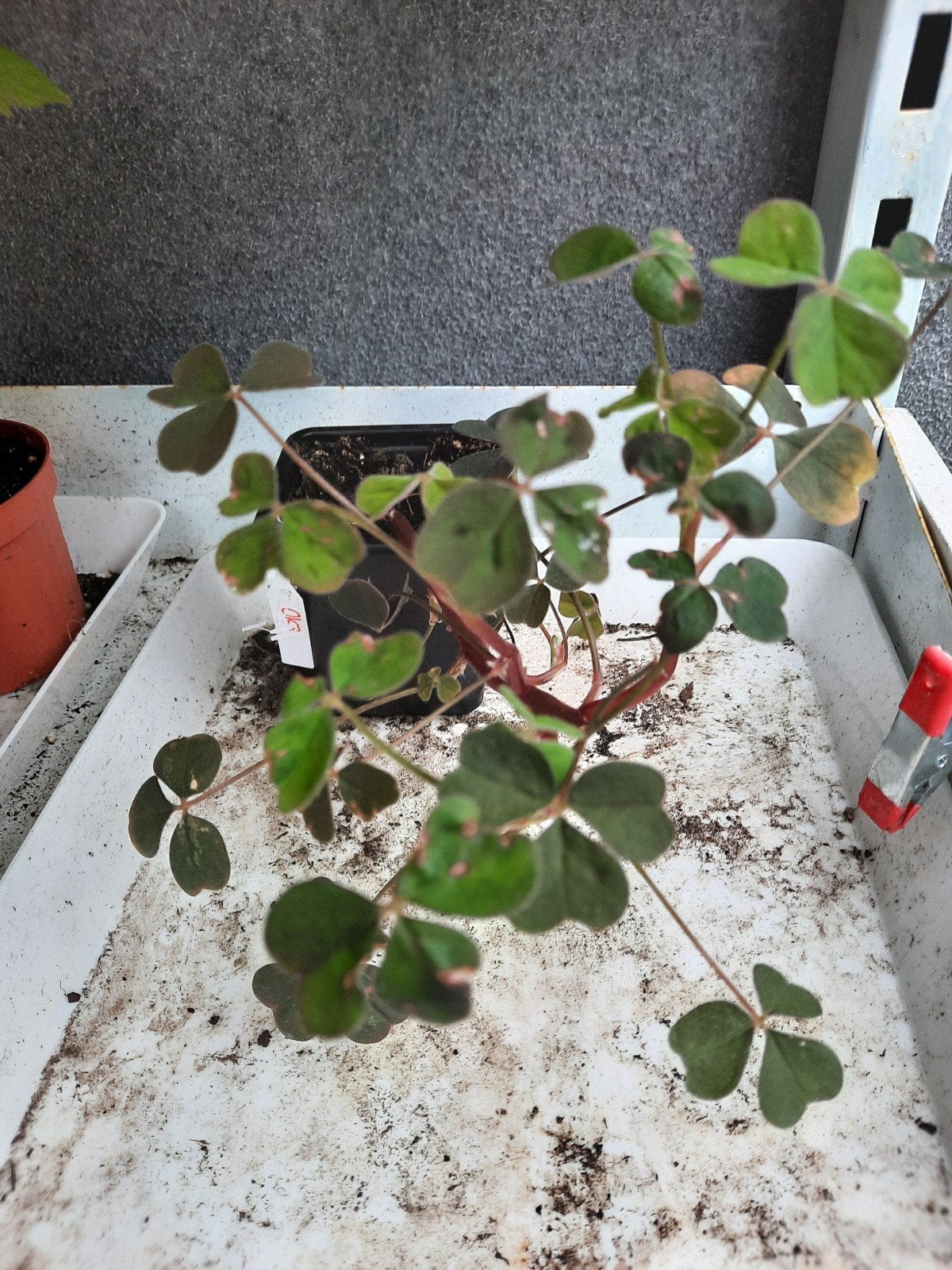 Oka, Tuin en Terras, Planten | Tuinplanten, Ophalen, Overige soorten, Volle zon