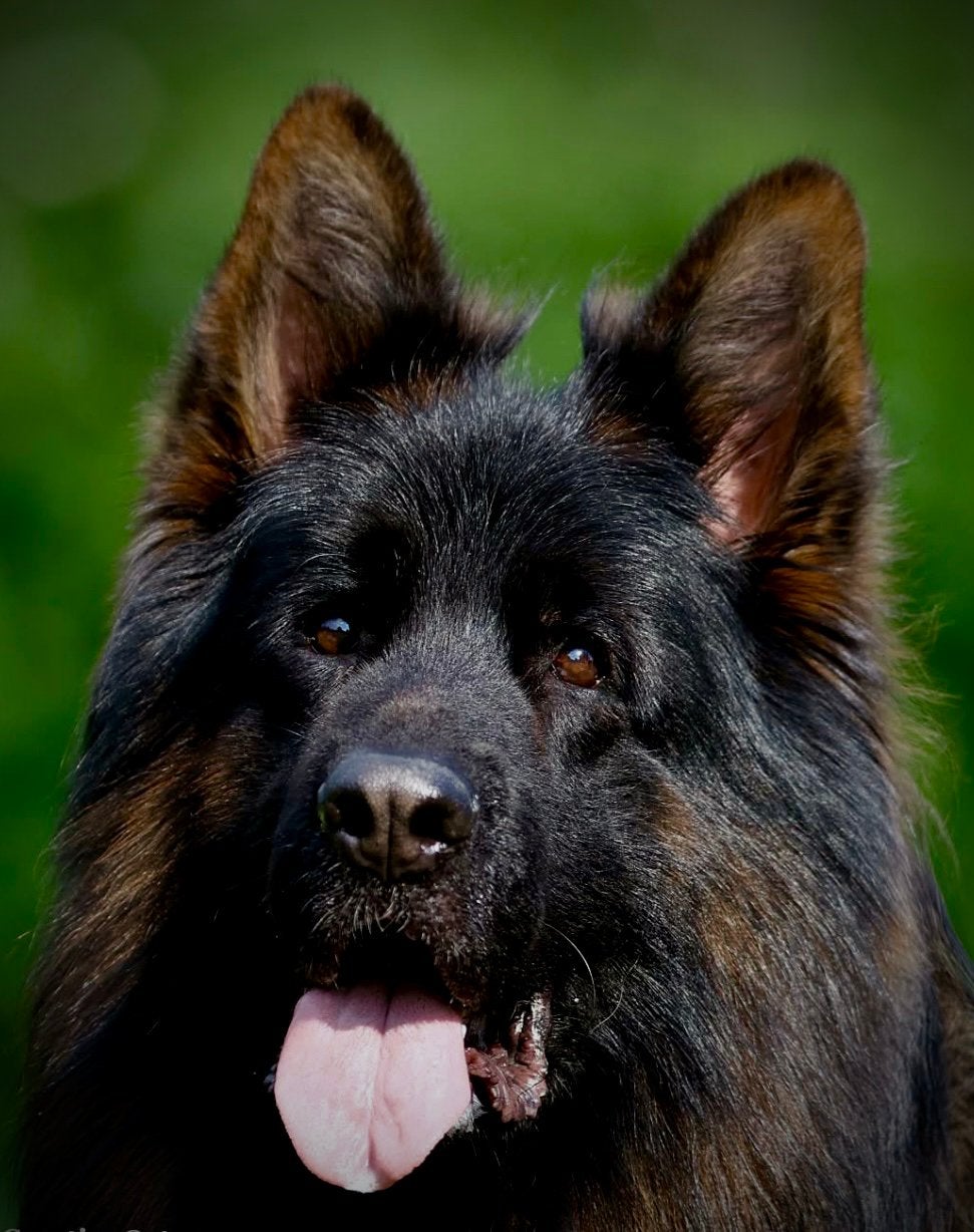 Duitse herder DIEGO VOM BORNIGER-DREIECK ter dekking, Dieren en Toebehoren, Reu, Parvo, Eén hond, 3 tot 5 jaar