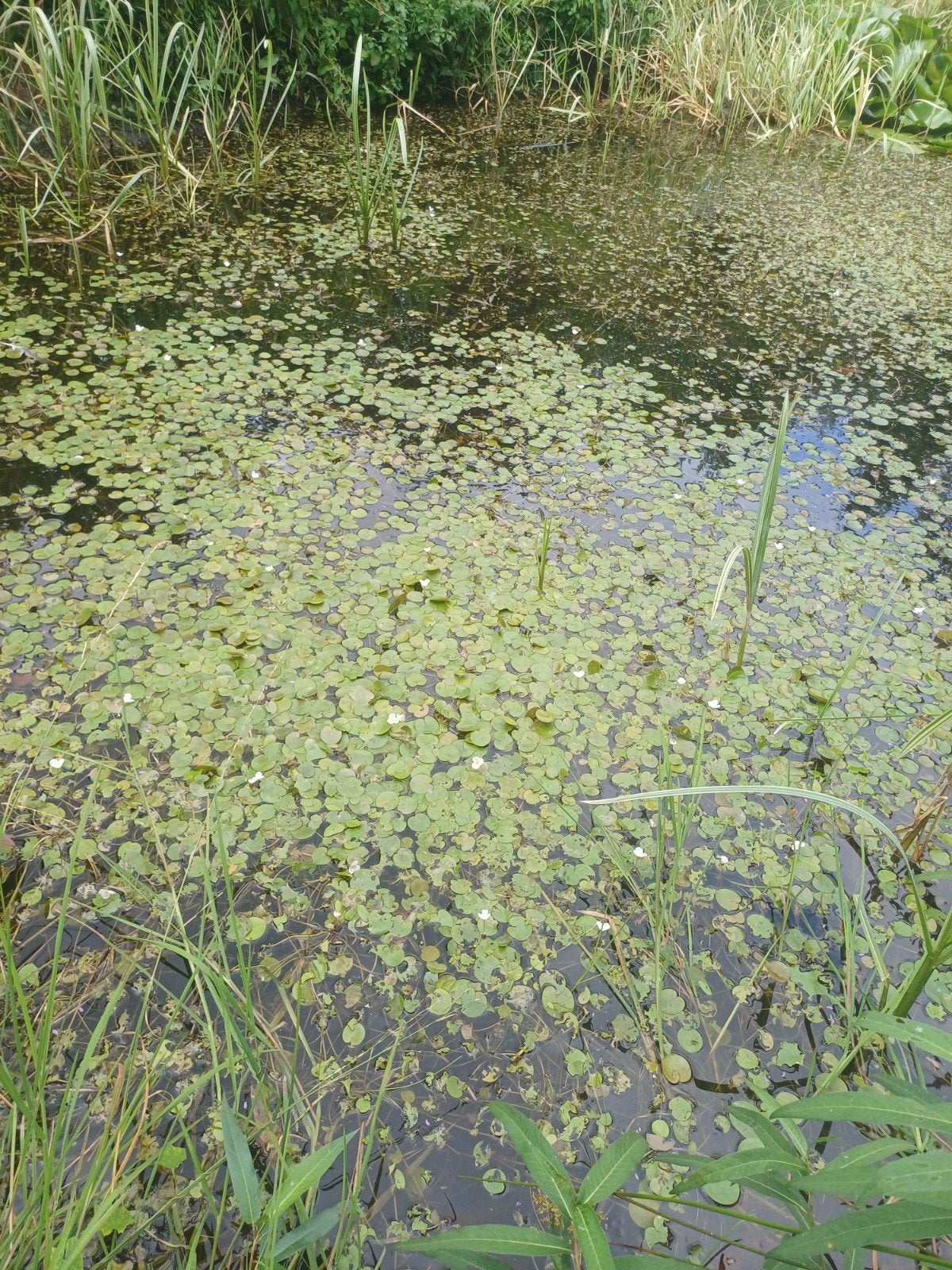 3 plantjes Kikkerbeet voor vijver, Ophalen, Gebruikt