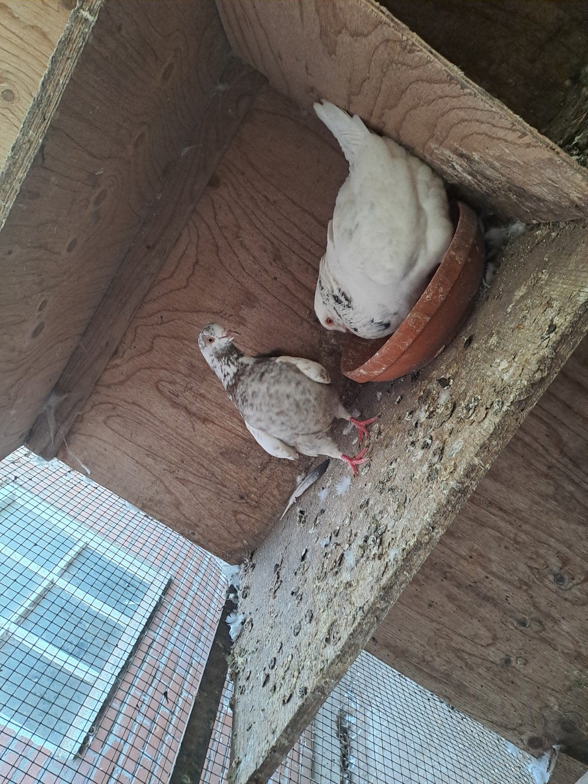 koppel sierduiven, Meerdere dieren, Overige soorten