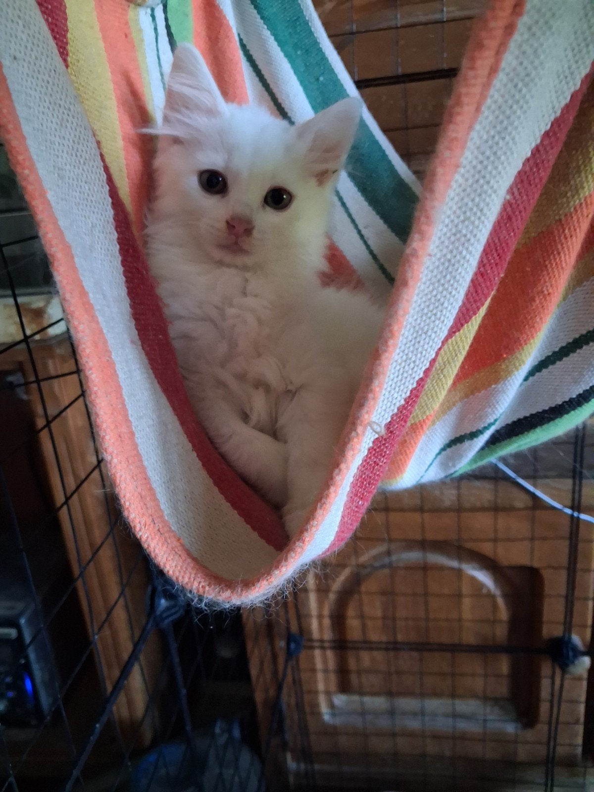 Te koop nog 1 raszuiver wit turkse angora poesje, Poes, Ontwormd, 0 tot 2 jaar