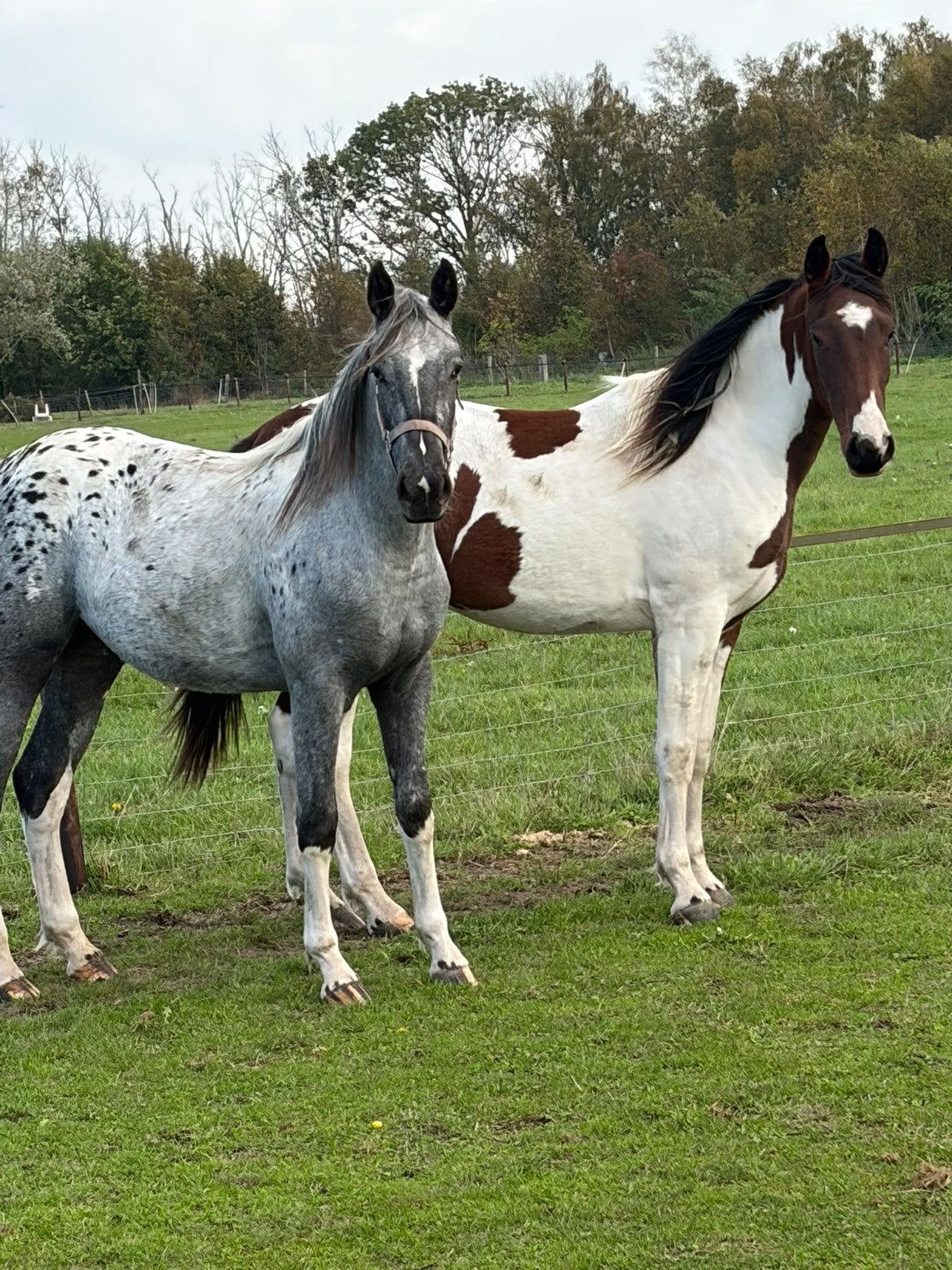 Bonte merrie driekleur AES/BP Stamboek, 1,5 jaar, Merrie