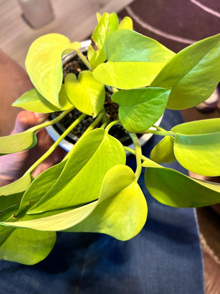Hangplant: Epipremnum aureum “Neon pothos”, Ophalen, Halfschaduw, Minder dan 100 cm