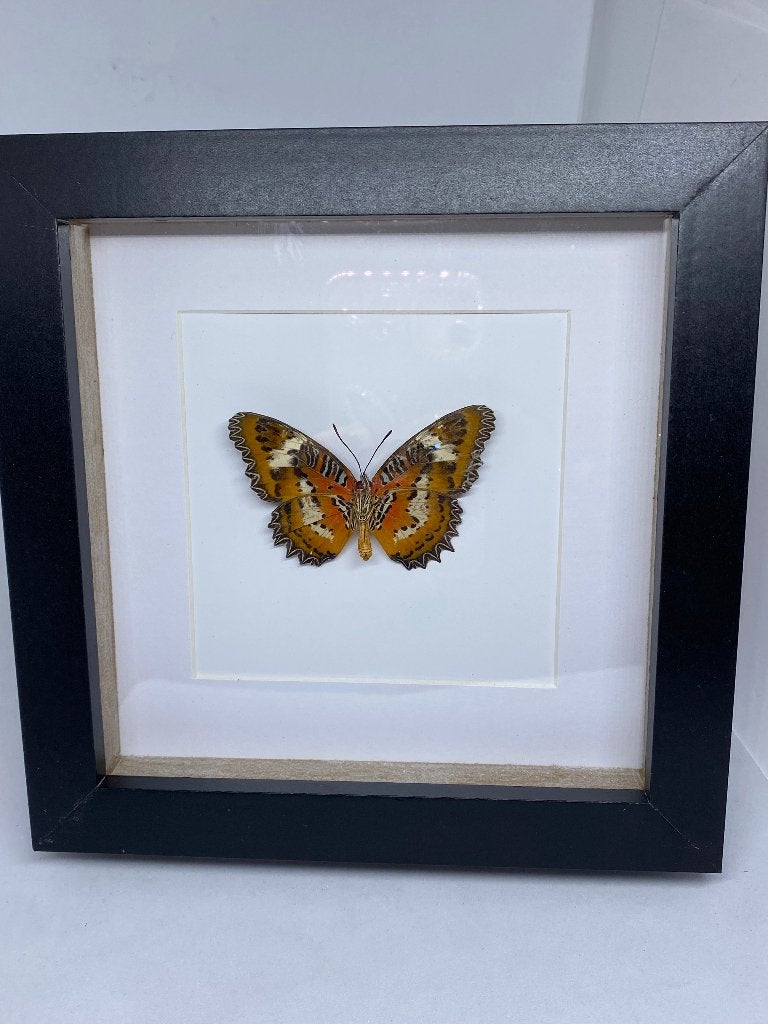 vlinder Cethosia Hypsea, Ophalen of Verzenden, Nieuw, Insect, Opgezet dier