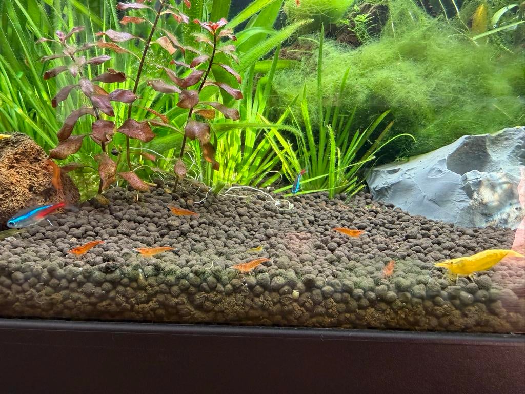 Baby Caridina garnalen geel en oranje, Dieren en Toebehoren, Vissen | Aquariumvissen, Kreeft, Krab of Garnaal