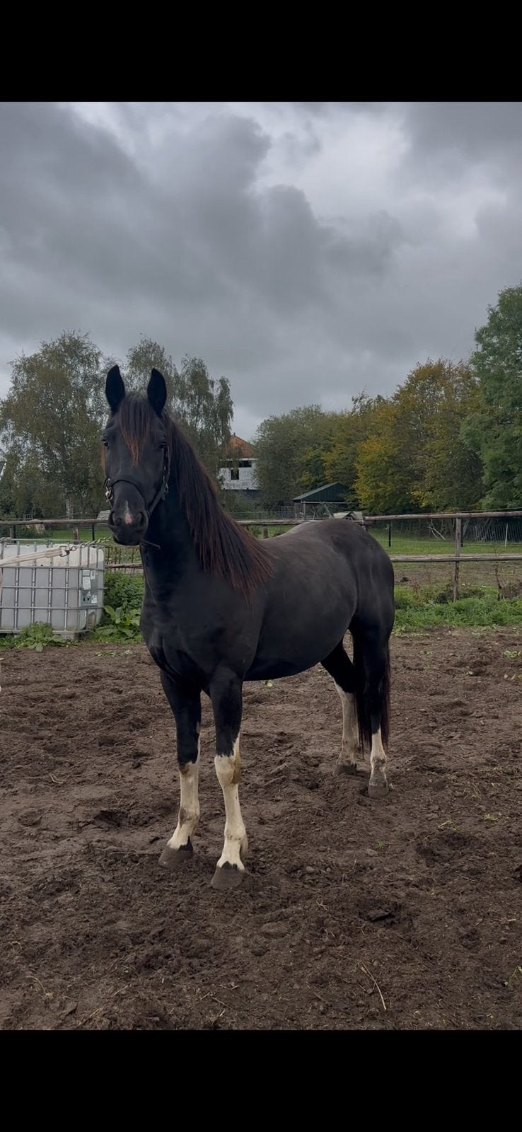 2 jarige barock pinto hengst jacobxx36 x jehannes 484, Dieren en Toebehoren, Hengst