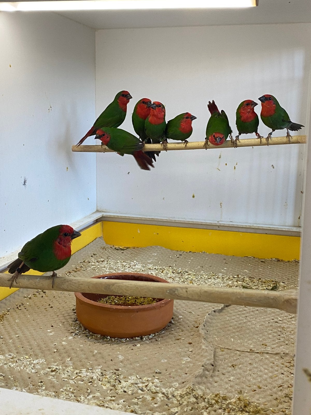 Roodkop papegaai amadines koppels, Dieren en Toebehoren, Meerdere dieren, Tropenvogel