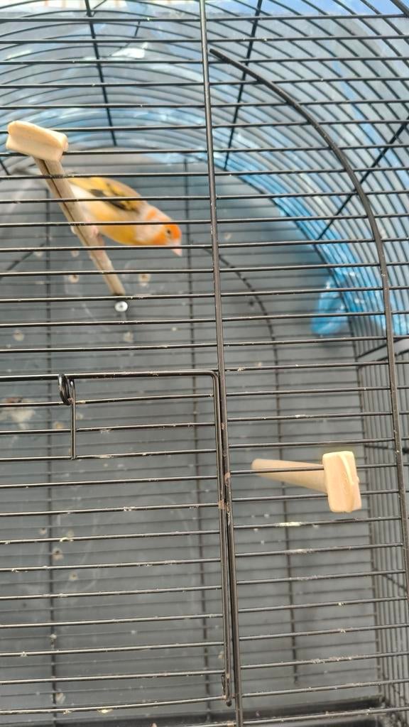 Bastaard putter, Dieren en Toebehoren, Vogels | Overige Vogels, Mannelijk, Wildzangvogel