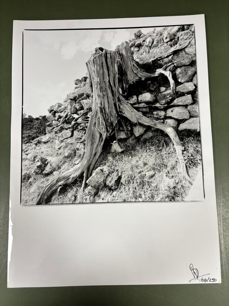 Fotoprint Boomwortel, kleine oplage, Ophalen of Verzenden, Zo goed als nieuw, Overige onderwerpen